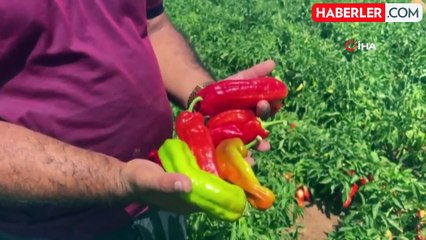 Şanlıurfa'da Acı Biber Hasadı Devam Ediyor