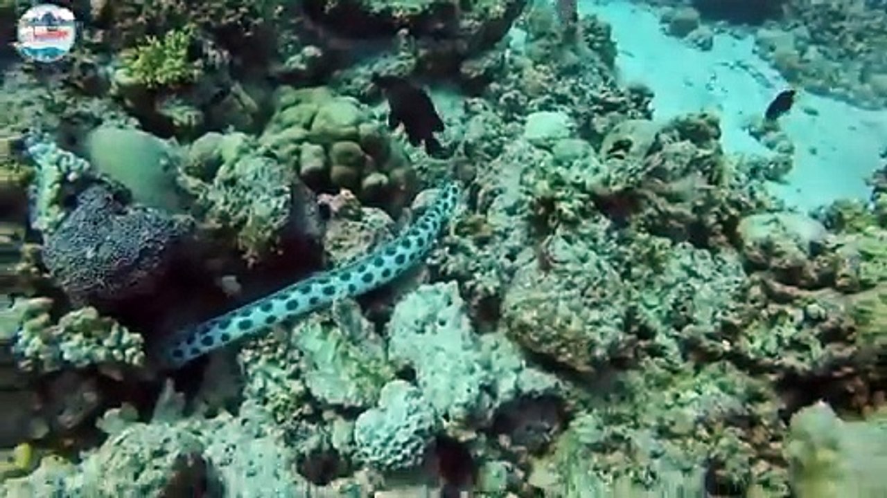 OCTOPUS VS TIGER SNACKS