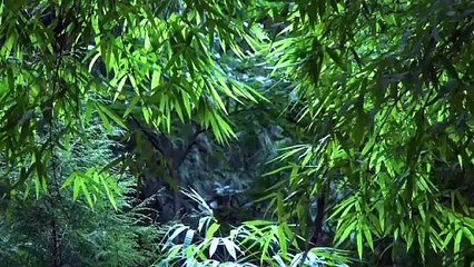 Liuzhou "Luosifen"| A bowl of Liuzhou snail noodles will satisfy you, satisfy you, and be spicy. | Liziqi