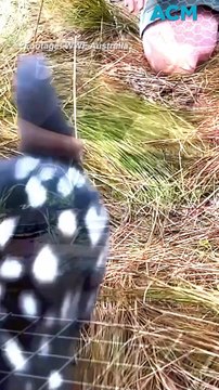 Innovative ‘turtle-tunnels’ keep turtles and eastern quolls safe