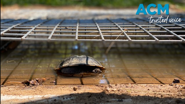 Innovative ‘turtle-tunnels’ keep turtles and eastern quolls safe