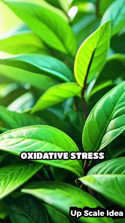 Unlock the Benefits of Green Tea Daily