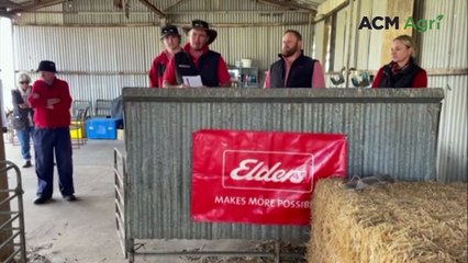 Sandown ram sale | Farm Weekly