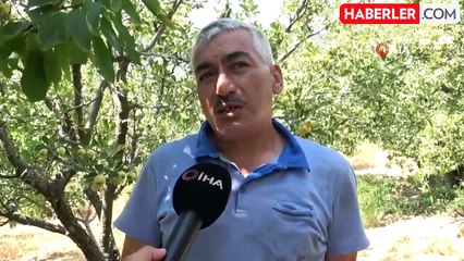 Depremzede üreticinin hasadından memnun olduğu alıç ihraç ediliyor