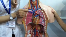 Sinh 11 - Bài 11 Thực hành tìm hiểu hoạt động của hệ tuần hoàn