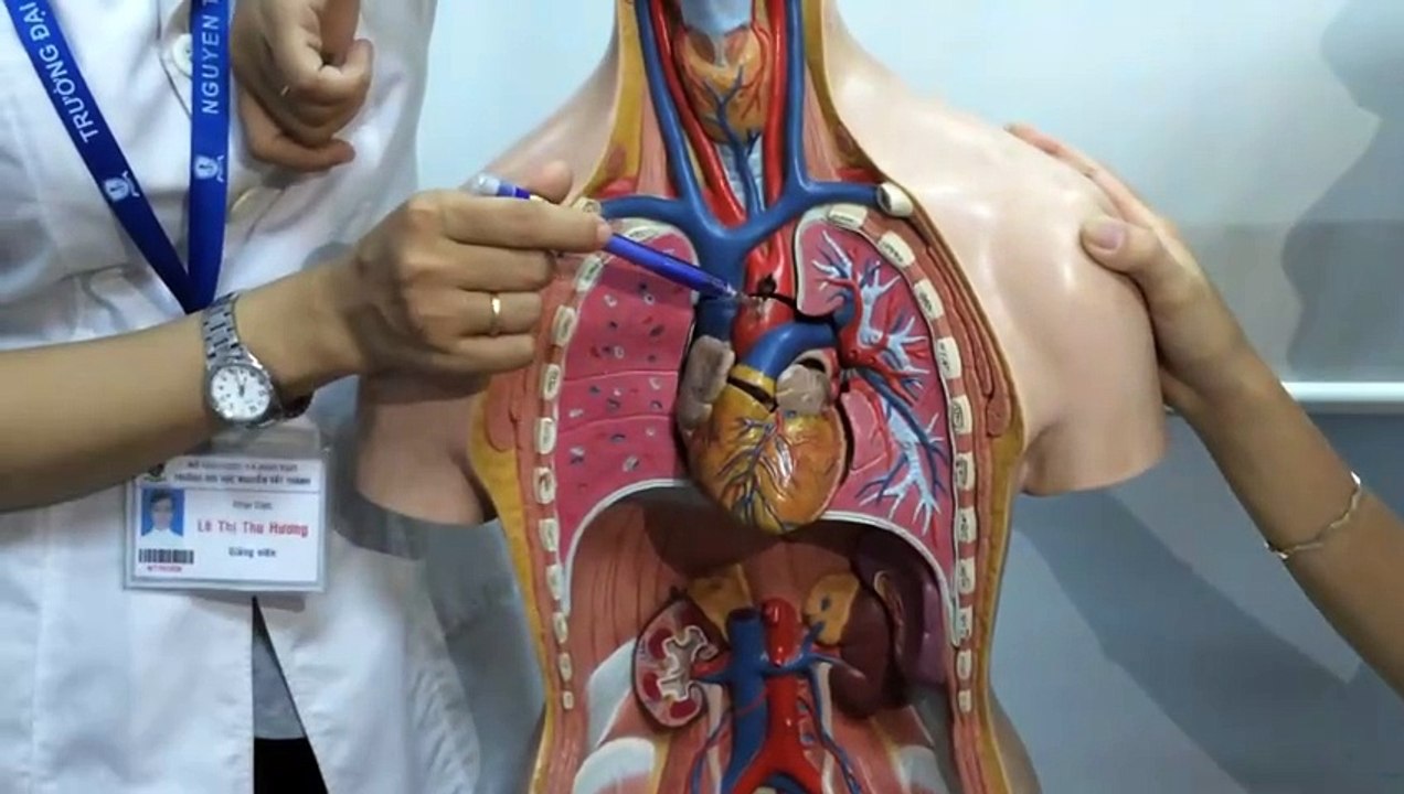 Sinh 11 - Bài 11 Thực hành tìm hiểu hoạt động của hệ tuần hoàn