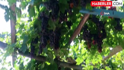 Üzümün asmadan pekmez yolculuğu