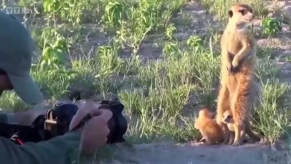 Wild Animal Surprised Photographers in An Unexpected Way