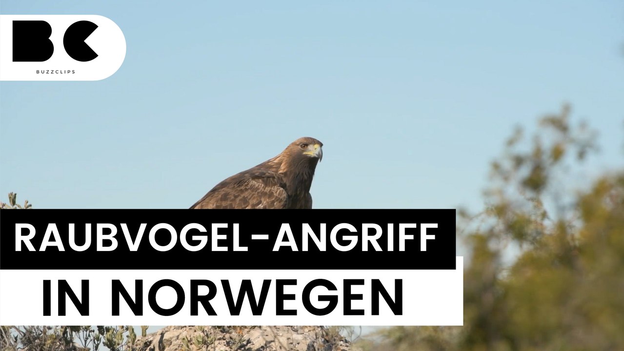 Steinadler-Attacke in Norwegen: Zweijähriges Mädchen schwer verletzt