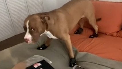 Funny moment pup freezes after trying on shoes for the first time