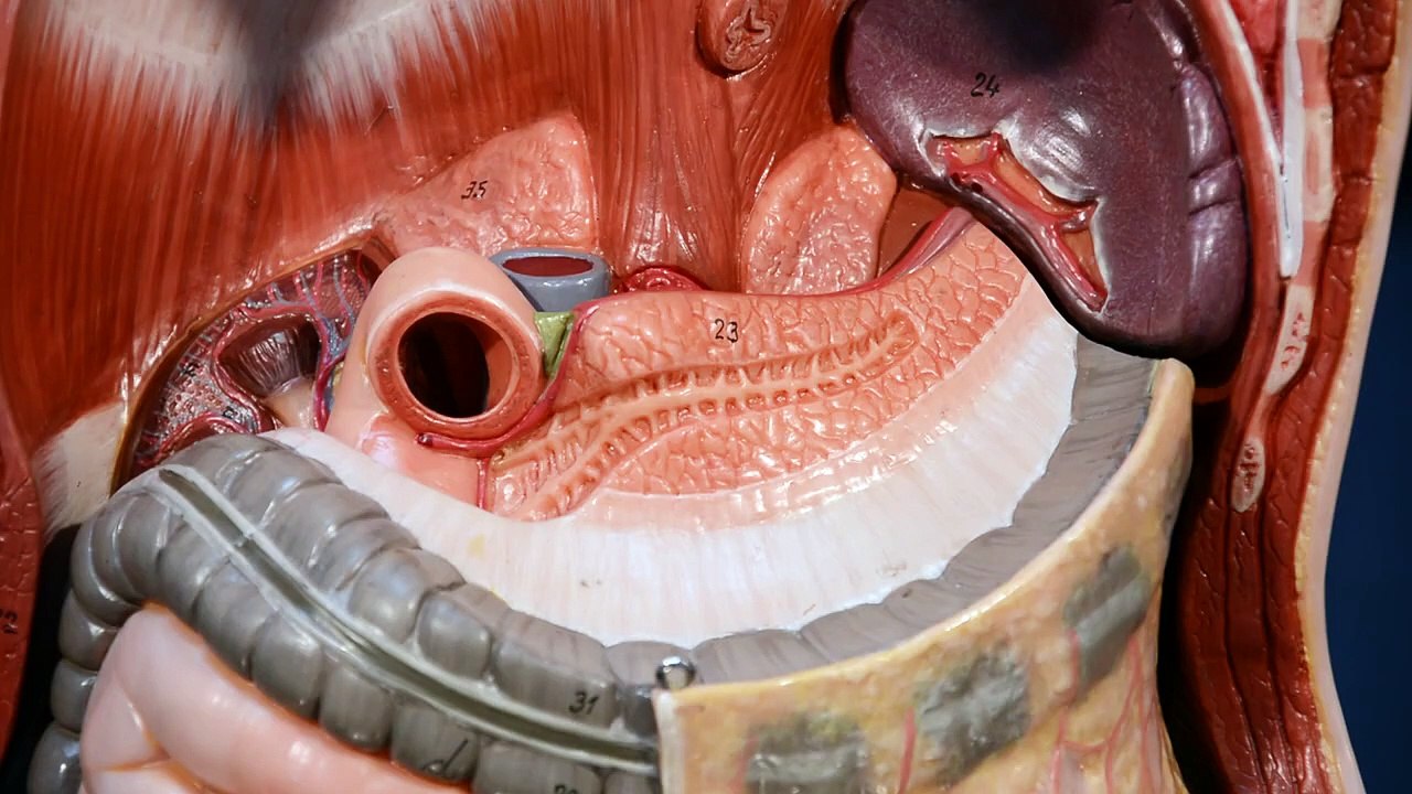 Pancreas (anatomy)