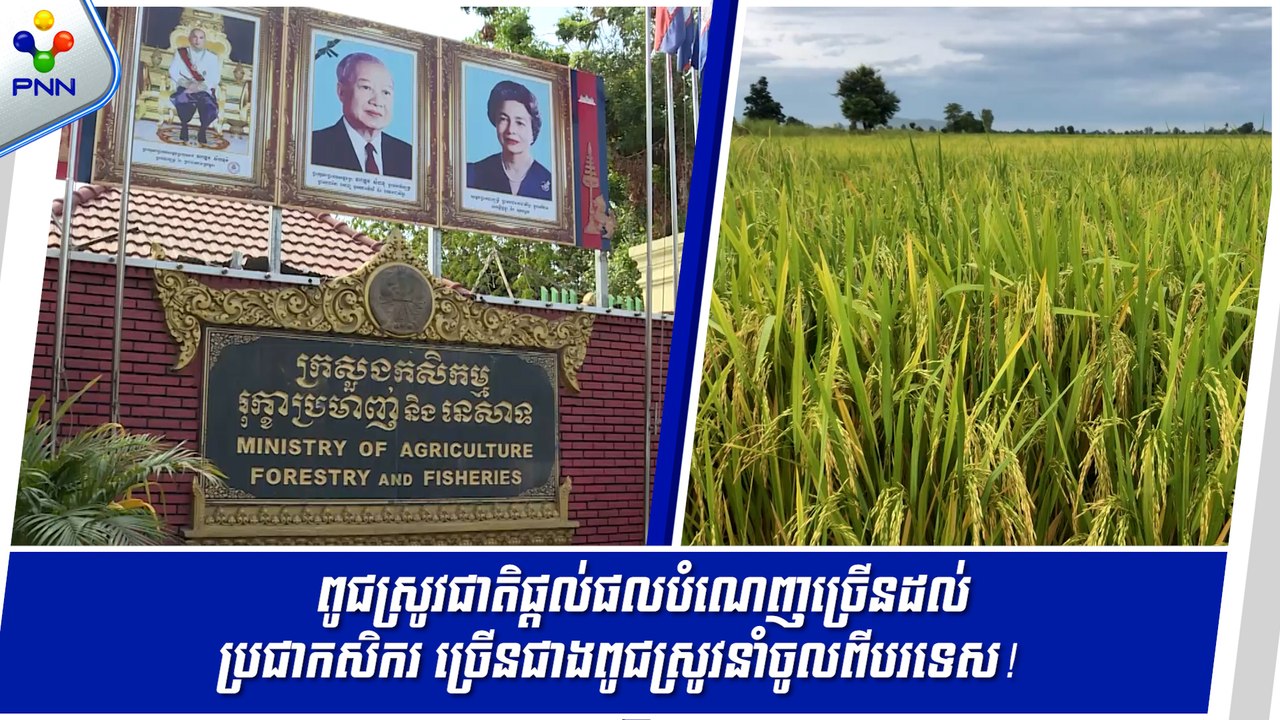 [09-09-24] កត្តាសំខាន់ៗមួយចំនួនដែលក្រសួងកសិកម្មជំរុញឱ្យកសិករដាំពូជស្រូវជាតិ