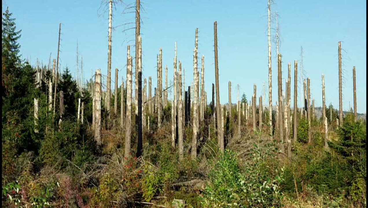 Waldbrand am Brocken unter Kontrolle