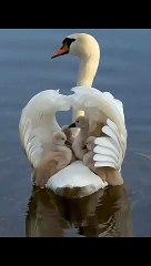 Lovely duck family video 