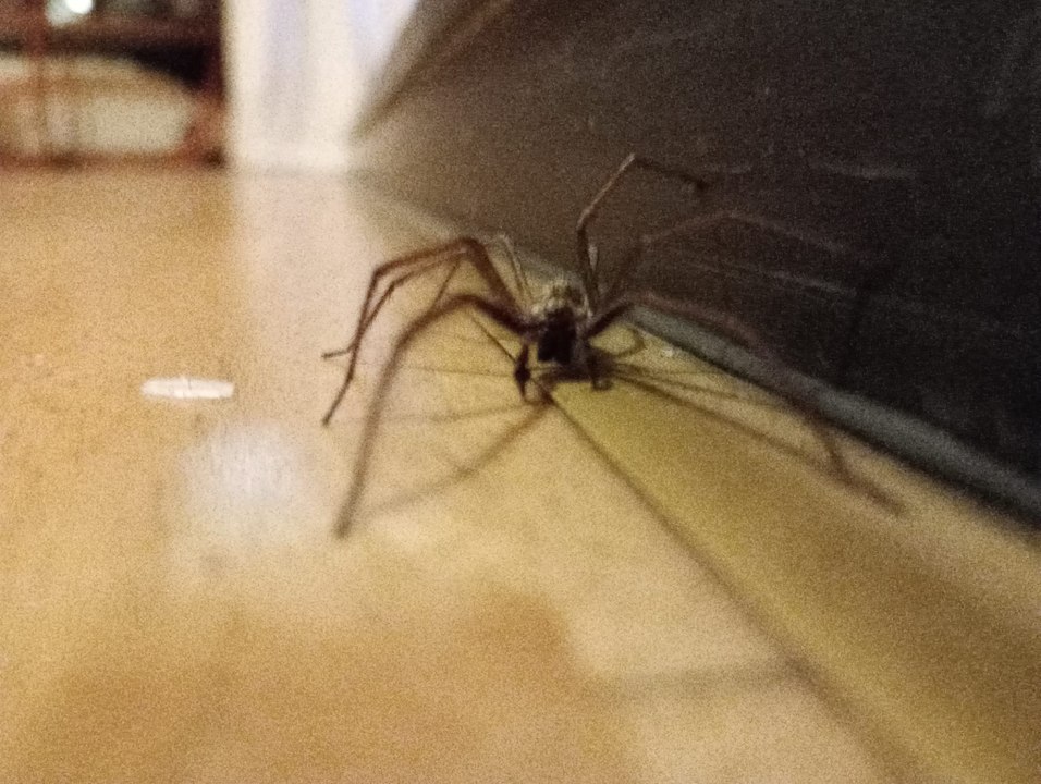 Giant house spider
