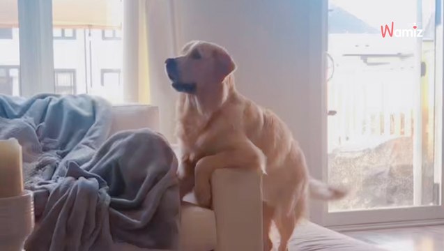 Pies ogląda bajkę Disneya. Jego reakcja na swoją ulubioną postać rozczuliła ponad 830 000 osób!