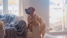 Pies ogląda bajkę Disneya. Jego reakcja na swoją ulubioną postać rozczuliła ponad 830 000 osób!