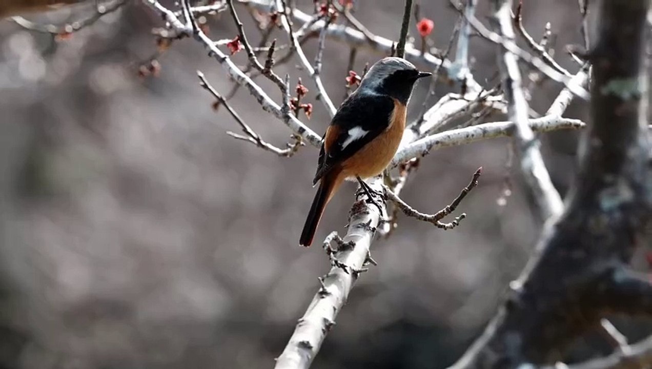 Video Marca UAT - Pruebas