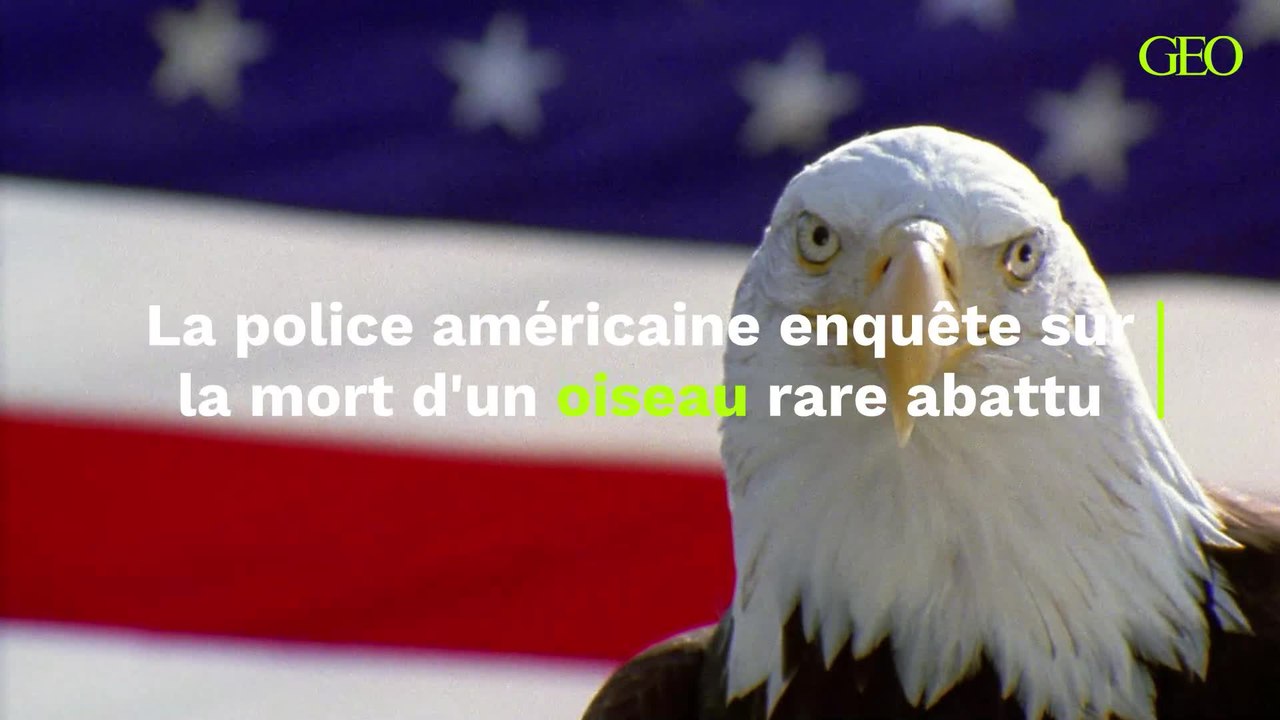 L'un des oiseaux les plus rares des États-Unis abattu, la police demande l'aide du public pour arrêter les coupables