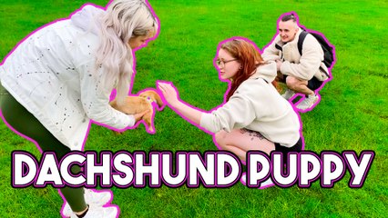 Puppy's First Adventures | A Heartwarming Story