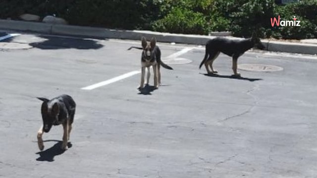 Il entend des pleurs dans une benne à ordures : il n'était pas prêt pour cette cruelle découverte