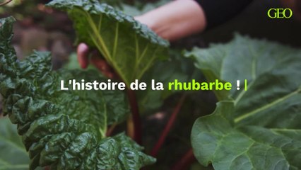 L'histoire de la rhubarbe, la racine barbare