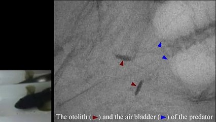 Voici comment des anguilles s'échappent de l'estomac d'un prédateur