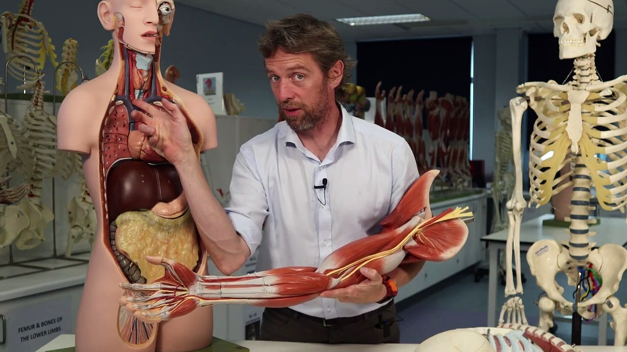 Cardiovascular anatomy introduction