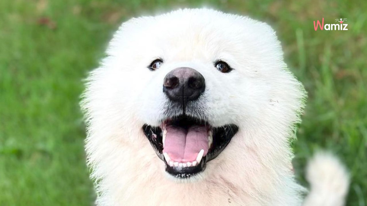 Passé de mains en mains, ce jeune chien Samoyède aimerait trouver une famille qui le comprend enfin