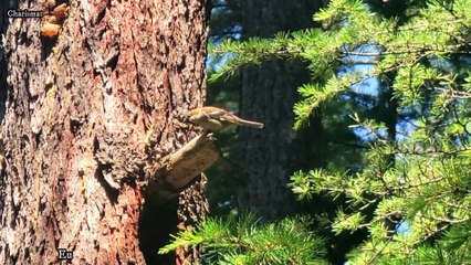 Eurasian tree sparrow Chirping Call