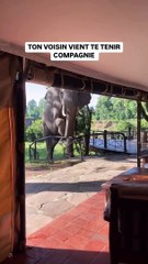 Quand un éléphant vient te rendre visite dans ton hôtel 