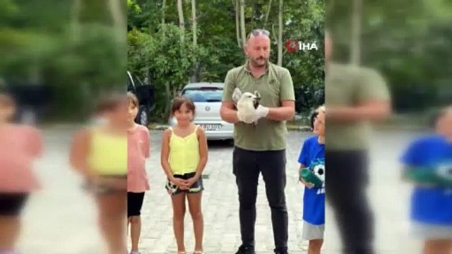 Sinop’ta tedavisi tamamlanan martı doğaya salındı