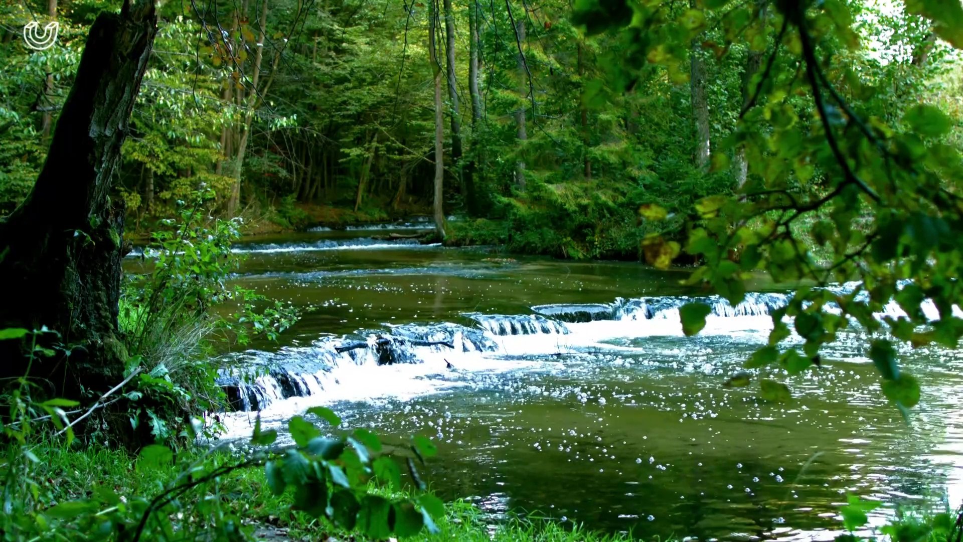 ⁣ASMR - The sound of running water and the sound of birds in the forest