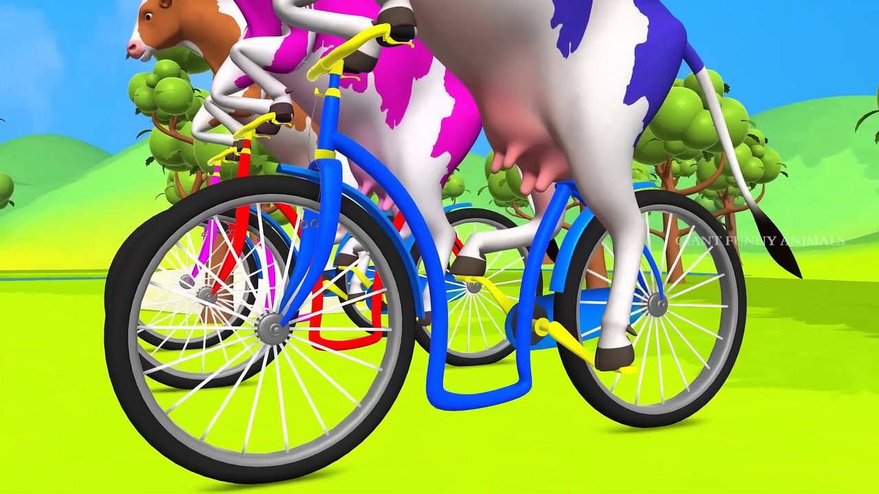 3 Giant Color Cows Race to Victory in a Funny Cycle Challenge! Funny Cow Cartoon Videos - 1080