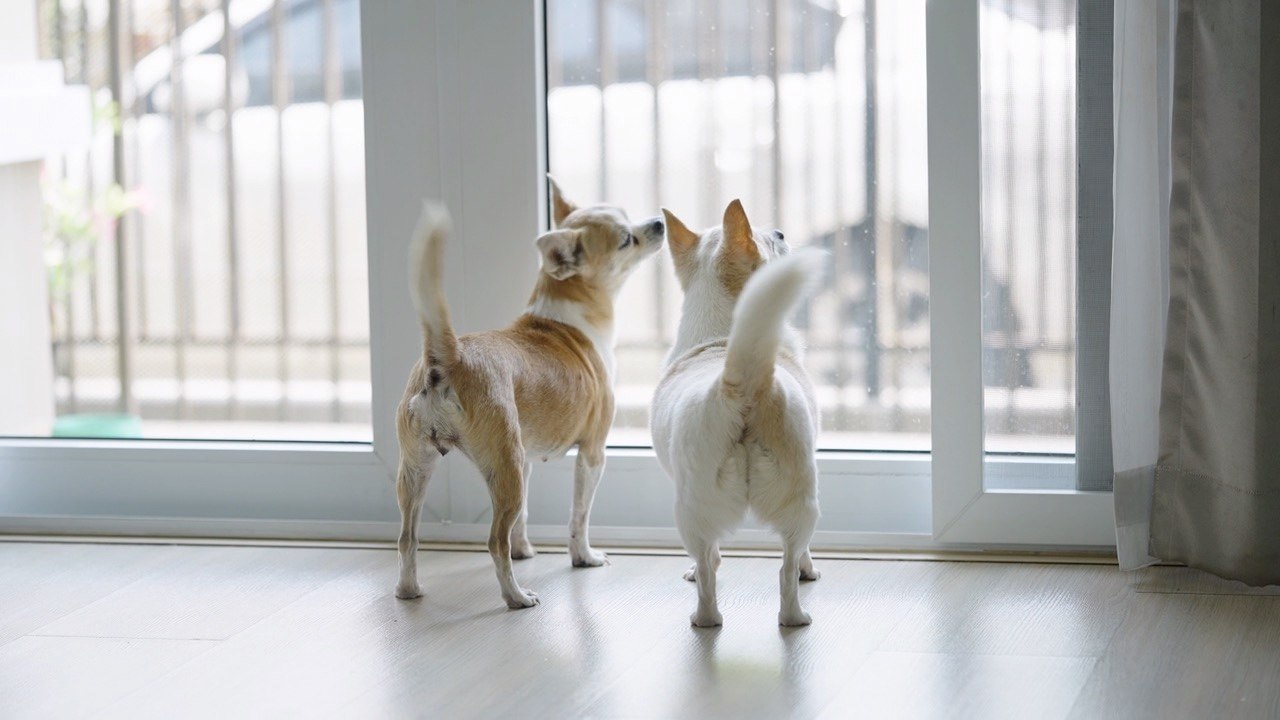Your Dog’s Tail Wag Doesn’t Necessarily Mean It’s Happy