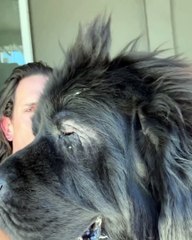 Diego Ramos despidió con mucho dolor a su perro Porthos