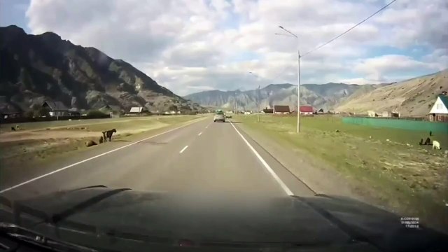 Mauvais conducteur VS mouton