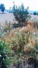 Doğanın Beyaz Mücevheri: Muğla Sahillerinde Kum Zambakları