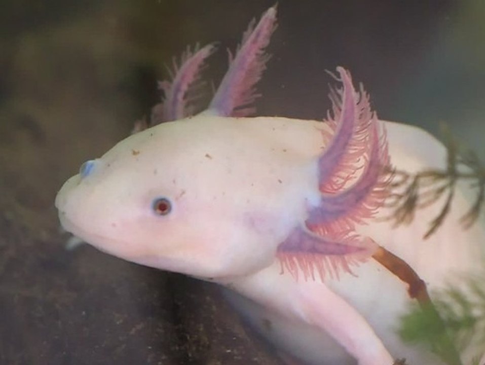 Vom Aussterben bedroht: So dramatisch steht es um die Axolotl