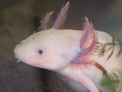 Vom Aussterben bedroht: So dramatisch steht es um die Axolotl