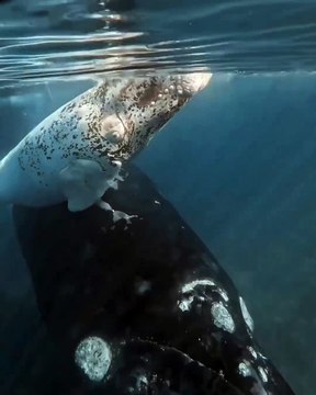 The ocean, vast and mysterious, hides a world of breathtaking beauty beneath its surface. Sunlight dances through crystal-clear waters, illuminating vibrant coral reefs teeming with life. From the graceful glide of manta rays to the delicate patterns of t