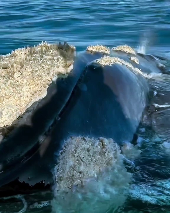 The ocean, vast and mysterious, hides a world of breathtaking beauty beneath its surface. Sunlight dances through crystal-clear waters, illuminating vibrant coral reefs teeming with life. From the graceful glide of manta rays to the delicate patterns of t