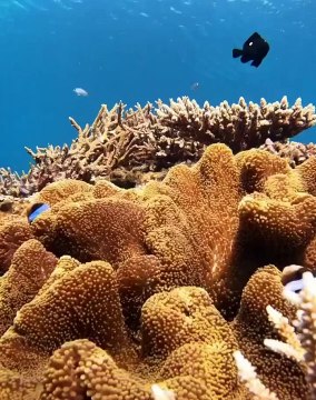 Elusive Eagle Rays An endangered ornate eagle ray (Aetomylaeus vespertilio) soaring through the waters of the Southern Great Barrier Reef