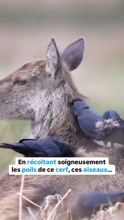 Des coiffeurs hors-pair 