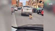 Un perro arrastrado por una furgoneta en marcha: la gente pone el grito en el cielo (Vídeo)