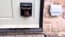 Mini-dog door helps adorable pup take house monitoring duties seriously