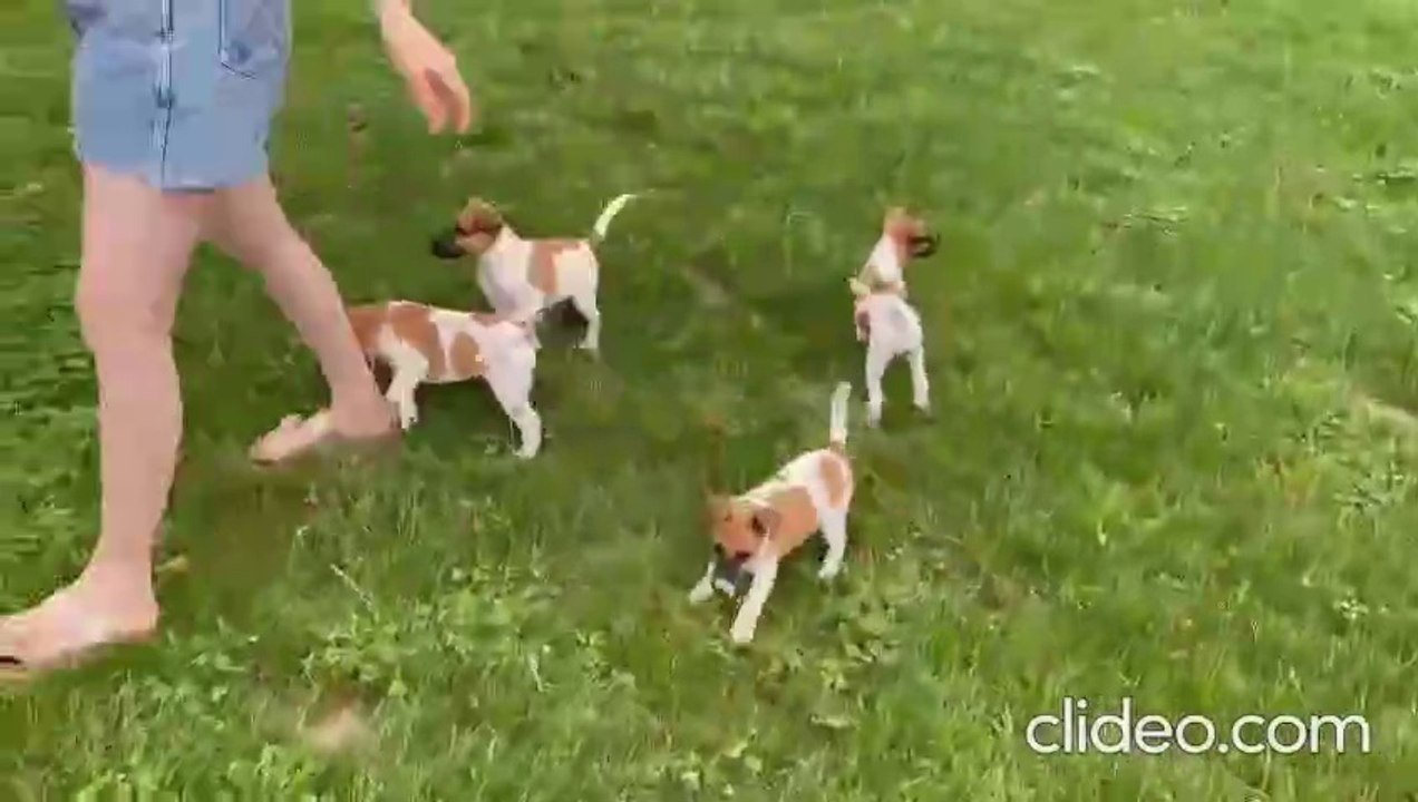 chiots-fox-terriers-a-poil-lisse-de-titi-prince-du-castel-des-pres-et-de Pearl B