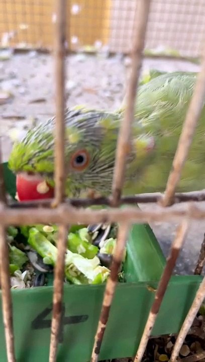 Green ringneck