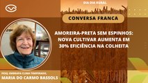 Amoreira-preta sem espinhos: nova cultivar aumenta em 30% eficiência na colheita