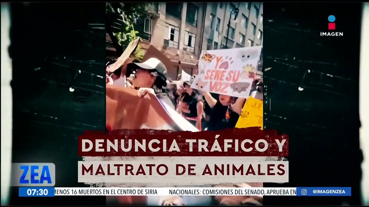 Exempleada de Black Jaguar White Tiger denuncia la situación en la que vivían los grandes felinos